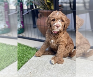 Goldendoodle Puppy for sale in MORENO VALLEY, CA, USA
