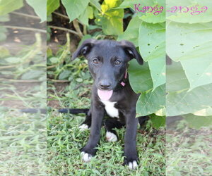 Collie-Labrador Retriever Mix Dogs for adoption in Wakefield, RI, USA