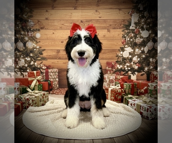 Medium Photo #1 Bernedoodle Puppy For Sale in MENIFEE, CA, USA