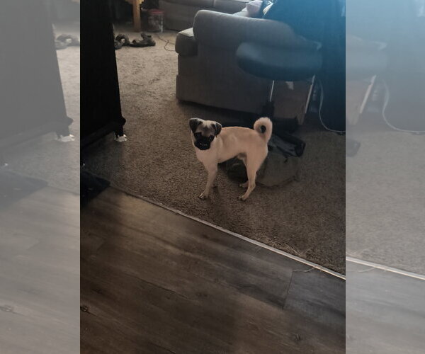 Medium Photo #2 Pug Puppy For Sale in Indianapolis, IN, USA