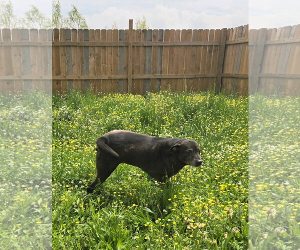 Medium Photo #6 Labrador Retriever-Unknown Mix Puppy For Sale in Jackson, MS, USA