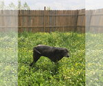 Small #5 Labrador Retriever Mix