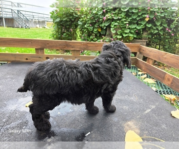 Medium Photo #4 Goldendoodle Puppy For Sale in LEON, KS, USA