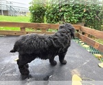 Small #3 Goldendoodle
