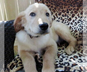 Golden Retriever Dogs for adoption in Grovertown, IN, USA