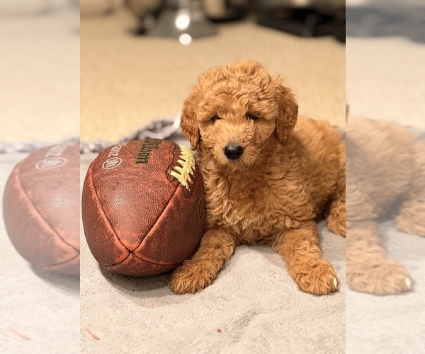 Medium Photo #2 Goldendoodle mix (+ Poodle Standard) Puppy For Sale in ROCHESTER, NY, USA