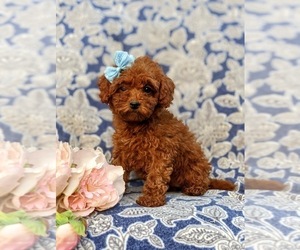 Poodle (Miniature) Dog for Adoption in OXFORD, Pennsylvania USA