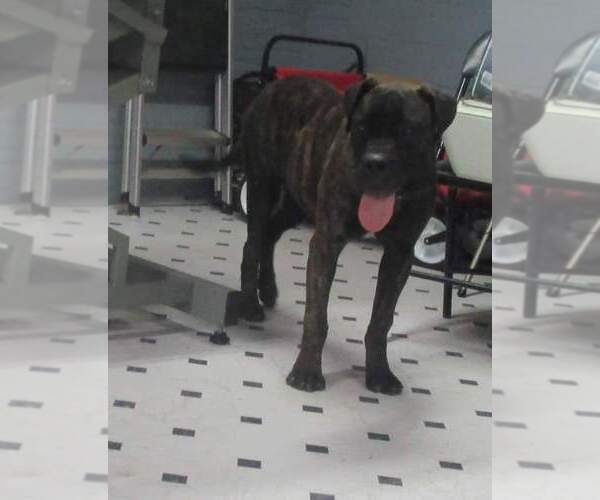 Medium Photo #1 Bullmastiff Puppy For Sale in CHANUTE, KS, USA