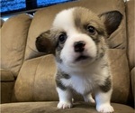 Small #8 Pembroke Welsh Corgi