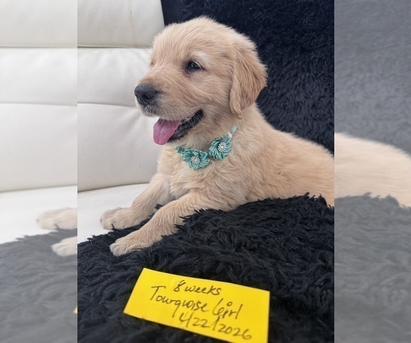 Medium Photo #27 Golden Retriever Puppy For Sale in ORLANDO, FL, USA