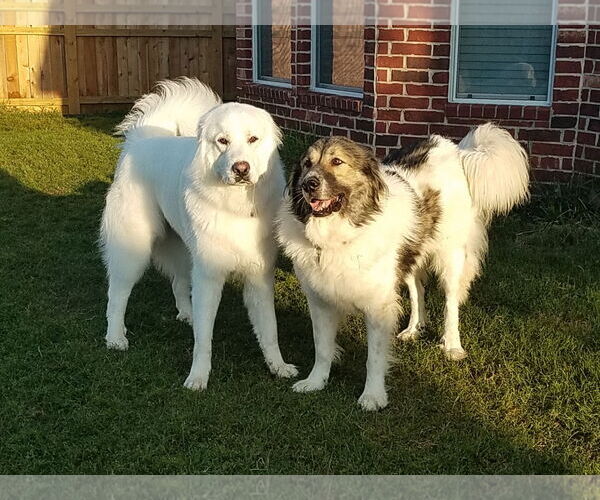 Medium Photo #10 Great Pyrenees Puppy For Sale in Houston, TX, USA