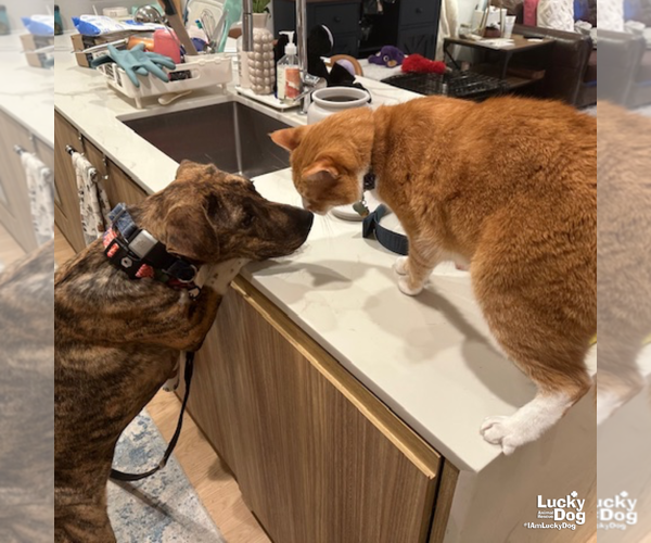 Medium Photo #7 Boxer-Plott Hound Mix Puppy For Sale in Washington, DC, USA