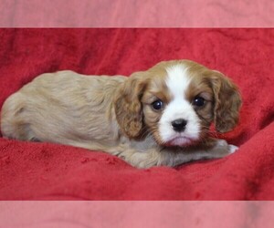 Cavalier King Charles Spaniel Puppy for sale in BROOKSVILLE, FL, USA