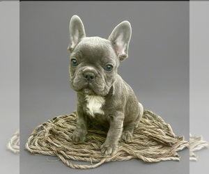 Medium French Bulldog