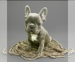 Puppy 4 French Bulldog