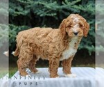 Small #1 Goldendoodle (Miniature)