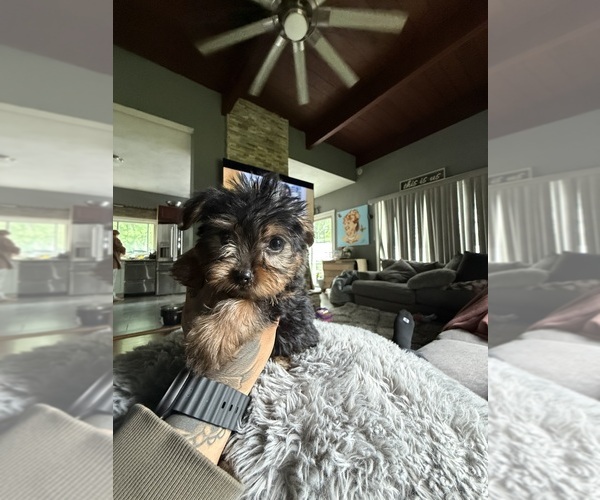 Medium Photo #4 Yorkshire Terrier Puppy For Sale in JOHNSTON, RI, USA