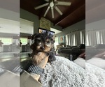 Small #3 Yorkshire Terrier