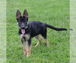 Small #11 German Shepherd Dog