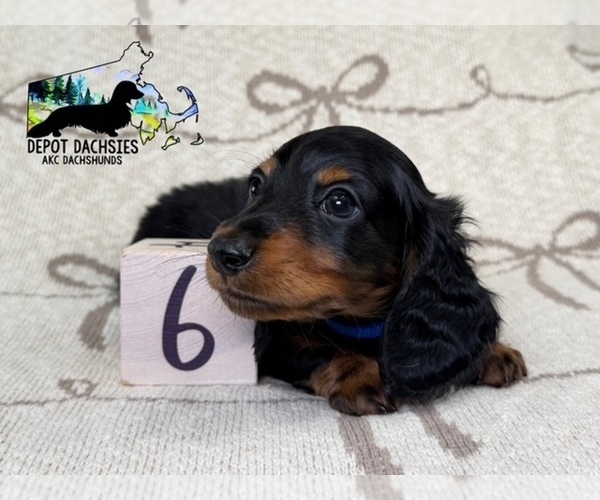 Medium Photo #1 Dachshund Puppy For Sale in SOUTH EASTON, MA, USA
