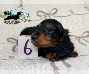 Dachshund Puppy for sale in SOUTH EASTON, MA, USA