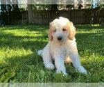 Small Photo #18 Goldendoodle (Miniature) Puppy For Sale in KEWASKUM, WI, USA