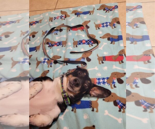 Medium Photo #16 Dachshund Puppy For Sale in Rosenberg, TX, USA