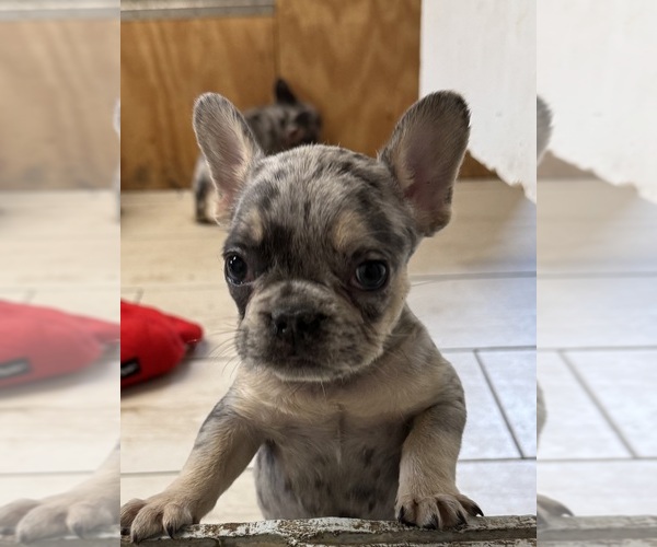 Medium Photo #7 French Bulldog Puppy For Sale in LAKE WALES, FL, USA