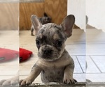 Puppy Minca French Bulldog