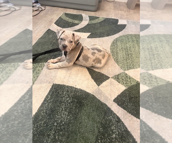 Medium Photo #5 American Bully Puppy For Sale in CAPITOL HEIGHTS, MD, USA