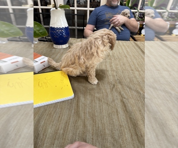 Medium Photo #28 Poodle (Miniature) Puppy For Sale in EAST AMHERST, NY, USA