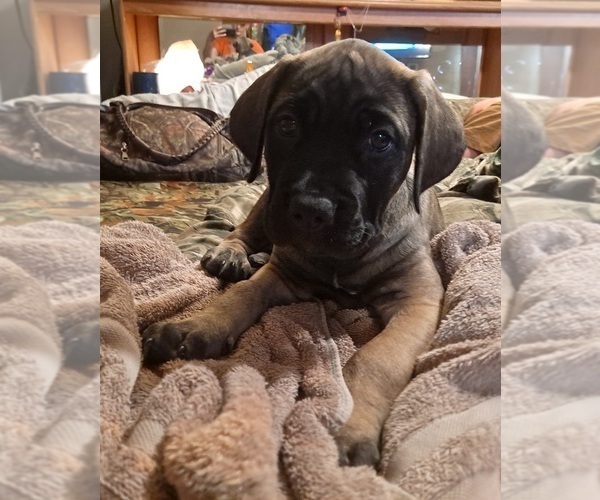 Medium Photo #13 Cane Corso Puppy For Sale in MEDARYVILLE, IN, USA