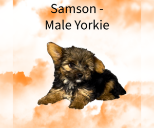 Yorkshire Terrier Puppy for sale in AZLE, TX, USA