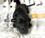 Small Labrador Retriever Mix
