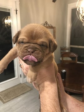 Medium Photo #1 Dogue de Bordeaux Puppy For Sale in BRIAROAKS, TX, USA
