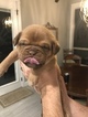 Small Photo #1 Dogue de Bordeaux Puppy For Sale in BRIAROAKS, TX, USA