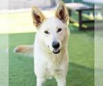 Small #1 German Shepherd Dog Mix