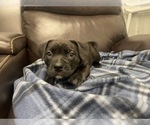 Small Photo #58 American Bully Puppy For Sale in REESEVILLE, WI, USA