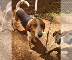 Iver: Not At the Shelter (Wendy) - Male American Foxhound-Unknown Mix Dog for Adoption - Photo #10