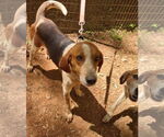 Small #9 American Foxhound Mix