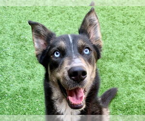 Siberian Husky-Unknown Mix Dogs for adoption in Moreno Valley, CA, USA
