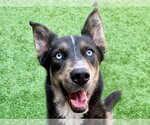 Small Siberian Husky Mix