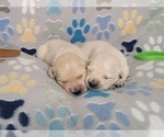 Small #3 English Cream Golden Retriever