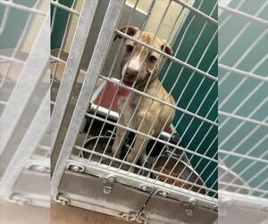 Mutt Dogs for adoption in Texas City, TX, USA