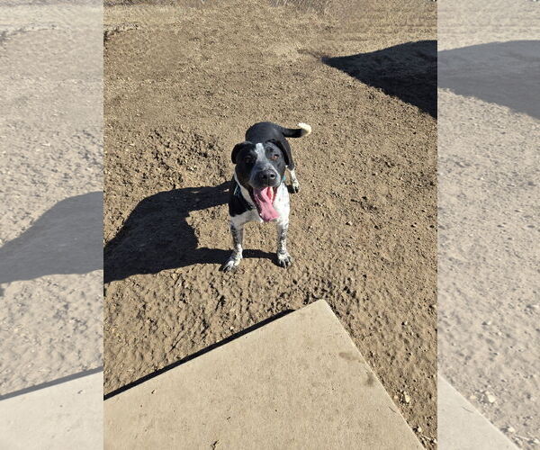 Medium Photo #2 Pointer Puppy For Sale in Maquoketa, IA, USA