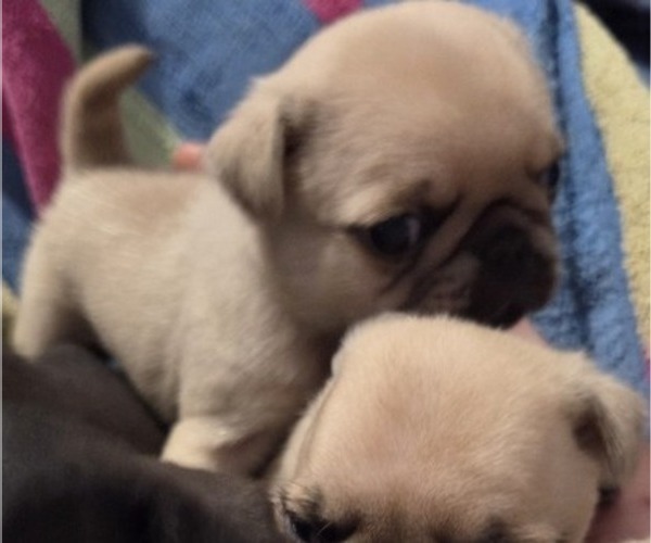 Medium Photo #40 Pug Puppy For Sale in HILLSDALE, MI, USA