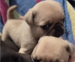 Small Photo #40 Pug Puppy For Sale in HILLSDALE, MI, USA