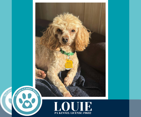 Medium Photo #2 Mutt Puppy For Sale in Kimberton, PA, USA