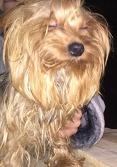 Yorkshire Terrier Puppy for sale in HAMILTON, IN, USA