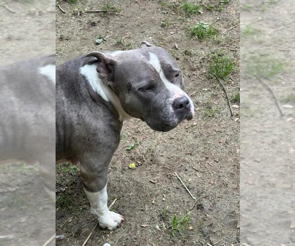 Medium Photo #1 American Staffordshire Terrier Puppy For Sale in Jackson Township, NJ, USA